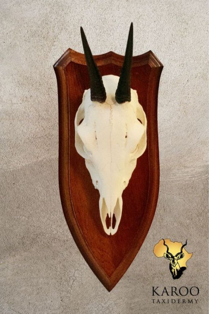 Common Duiker European Mount on a Hardwood Shield
