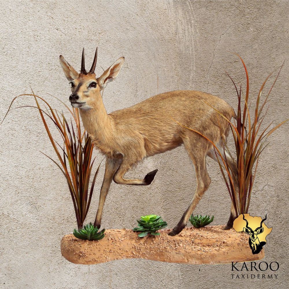 Common Duiker &ndash; Full Mount &ndash; Habitat Base