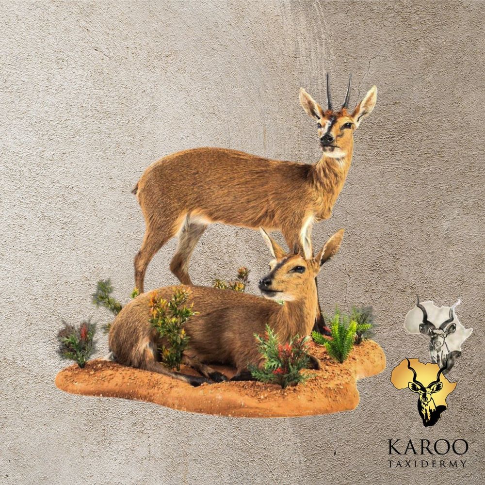 Common Duiker Pair &ndash; Standing & Lying Full Mount Diorama
