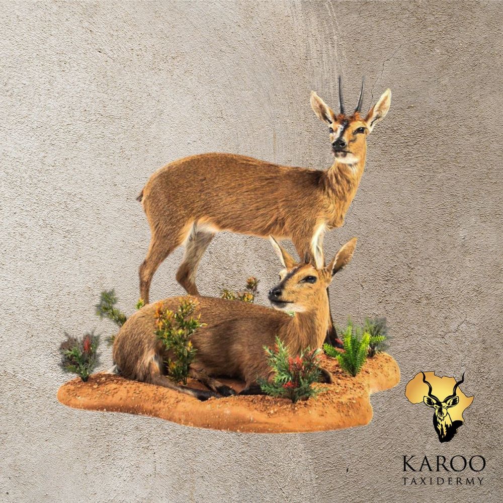 Common Duiker Pair &ndash; Standing & Lying Full Mount Diorama