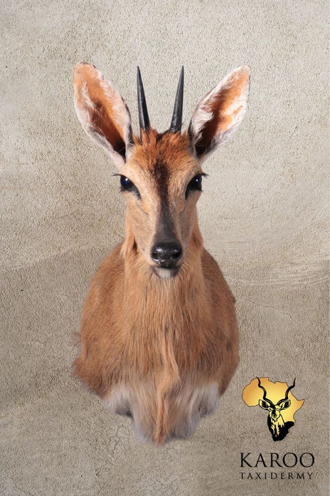 Common Duiker &ndash; Shoulder Mount &ndash; Straight