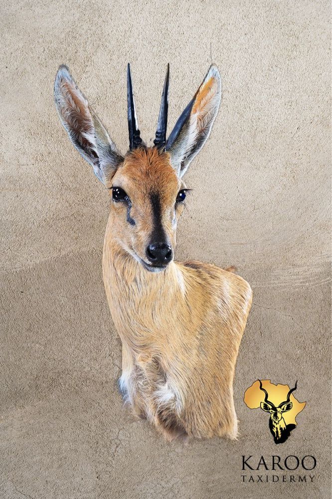 Common Duiker &ndash; Wall Pedestal &ndash; Right Turn &ndash; Looking Eighth Right