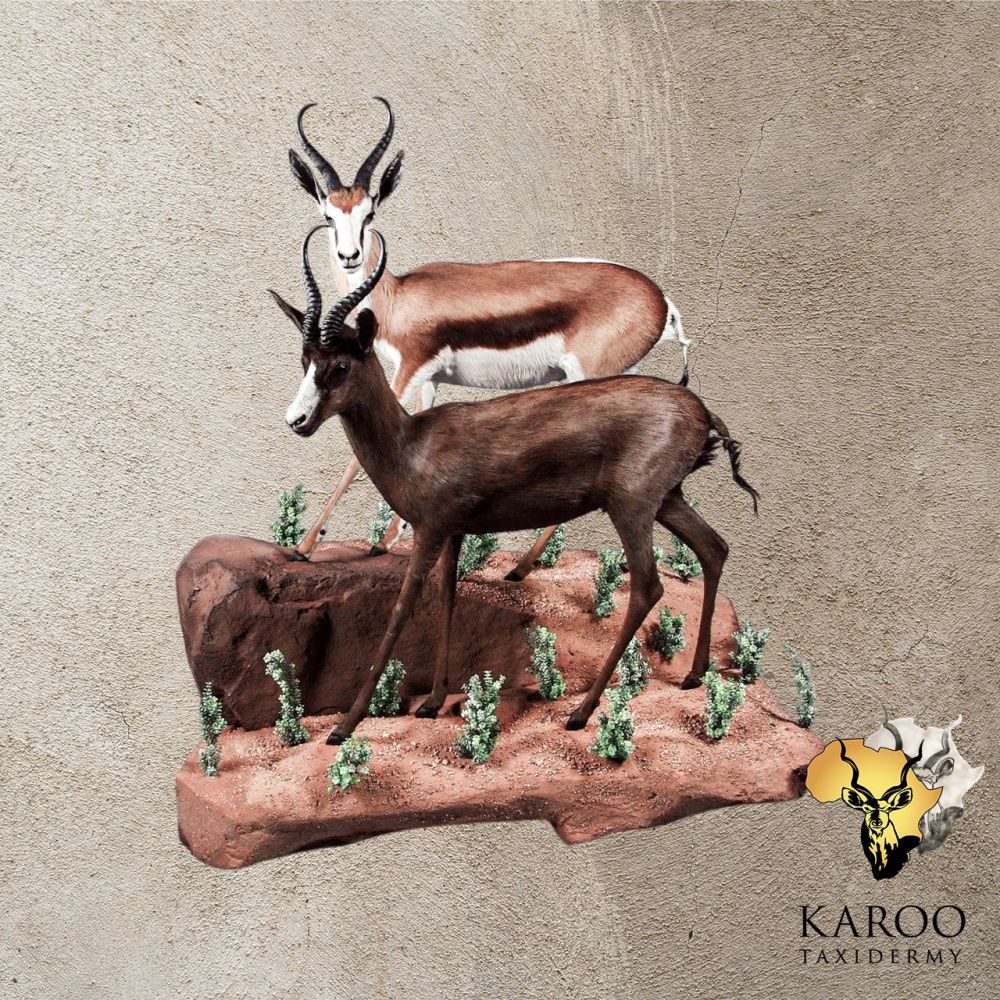 Common and Black Springbuck Full Mount Diorama on a Custom Wall-Mounted Habitat Base