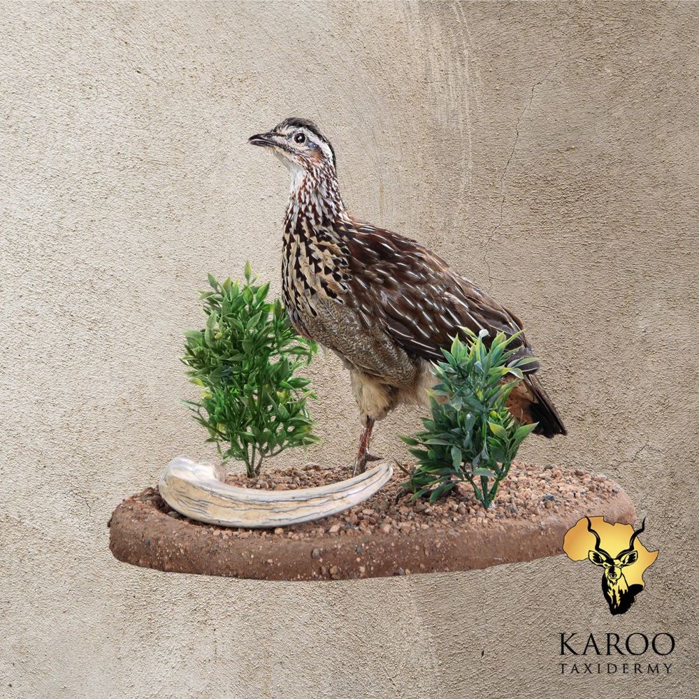 Crested Francolin