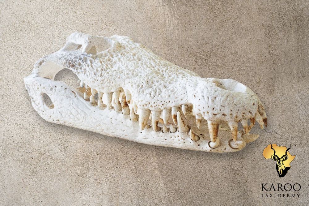Crocodile Skull Bleach
