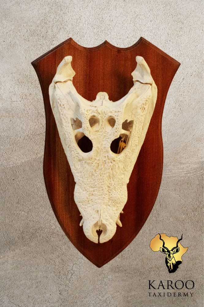 Crocodile European Mount