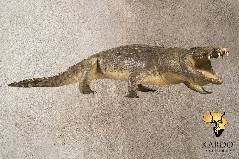 Crocodile Full Mount Stalking with Open Mouth