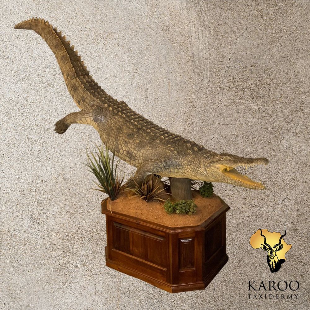Nile Crocodile Full Mount &ndash; Raised Action Pose, 0&deg; Straight