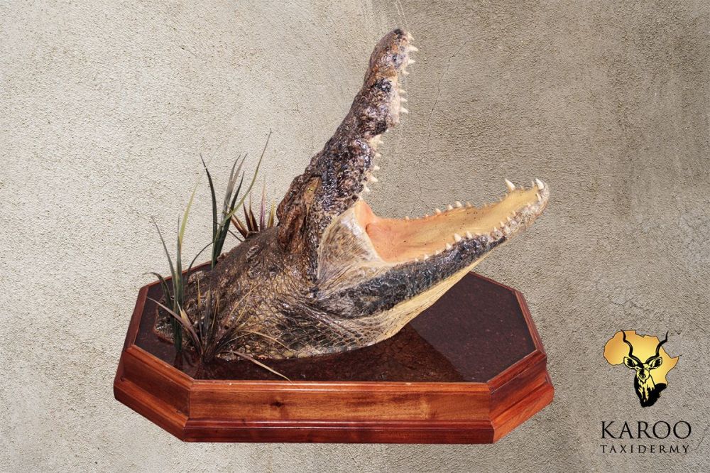 Nile Crocodile Mounted Head Display &ndash; Open Mouth (Side View)