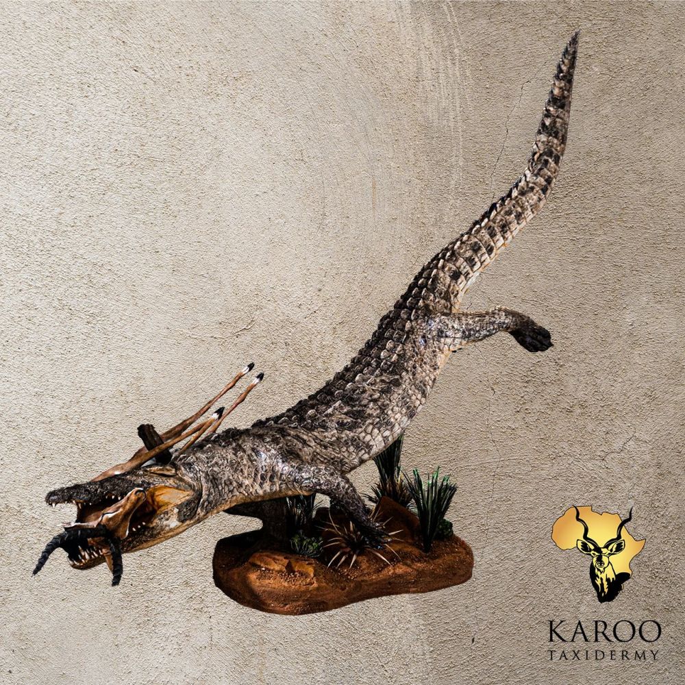 Crocodile  Full Mount with Impala Prey on a custom rock Base