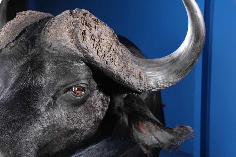 detailed_buffalo_mounts_10.jpg