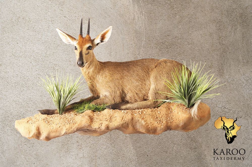 Common Duiker &ndash; Lying Full Mount &ndash; Quarter Right On a Custom Rock Wall Hanging Base