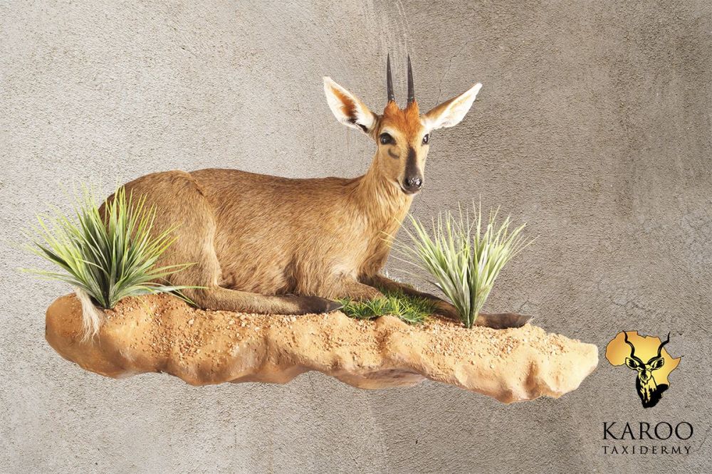 Common Duiker &ndash; Lying Full Mount &ndash; Quarter Left On a Custom Rock Wall Hanging Base