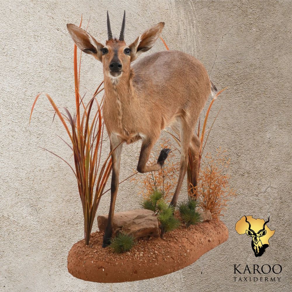Common Duiker – Standing Full Mount on a Custom Habitat Floor Base – Looking 45° Left