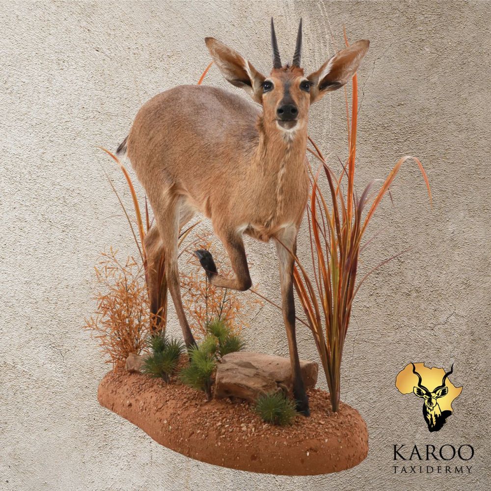 Common Duiker &ndash; Standing Full Mount on a Custom Habitat Floor Base &ndash; Looking 45&deg; Right