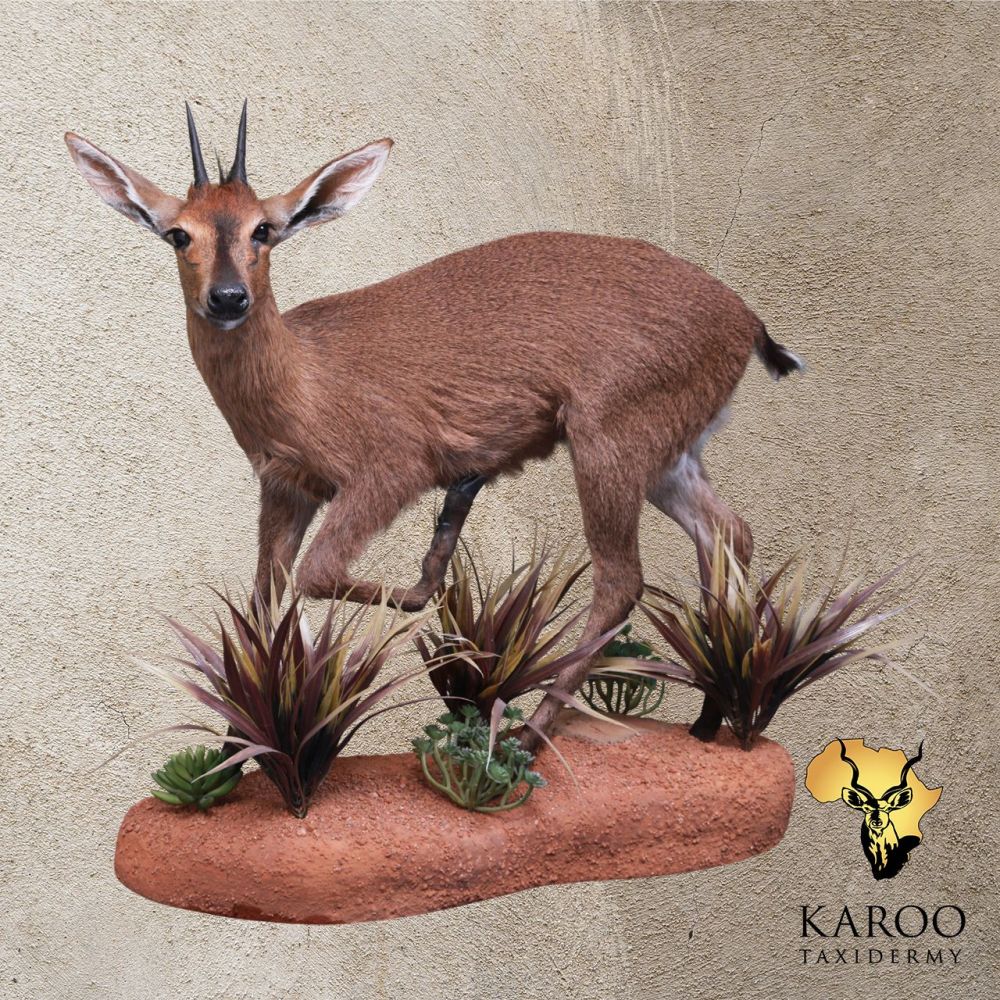 Common Duiker Running Pose &ndash; Standing Full Mount &ndash; 90&deg; Left