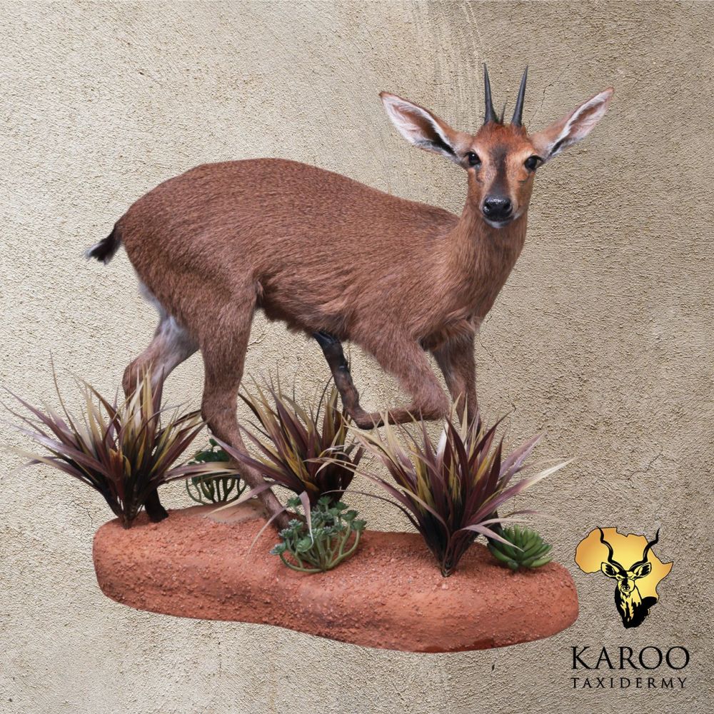 Common Duiker Running Pose &ndash; Standing Full Mount &ndash; 90&deg; Right