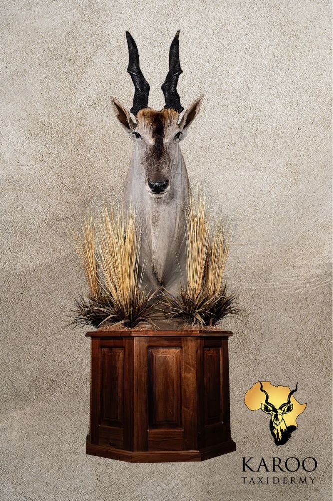 Eland Pedestal Mount lookin Straight on a Custom vegetation and rockery Octagonal Floor Pedestal Base