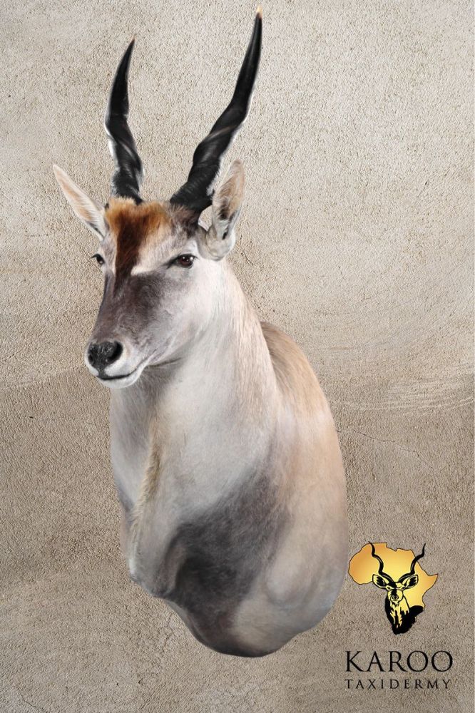Eland Shoulder Mount Looking Straight