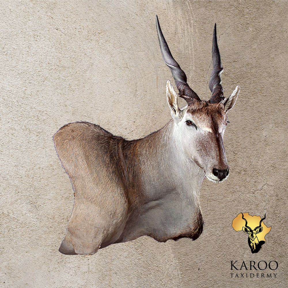 Eland Wall Pedestal Right turn Looking Eigth Right