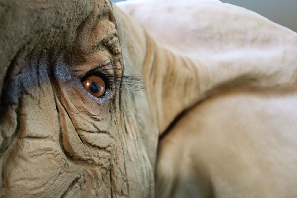 elephant_closeup.jpg