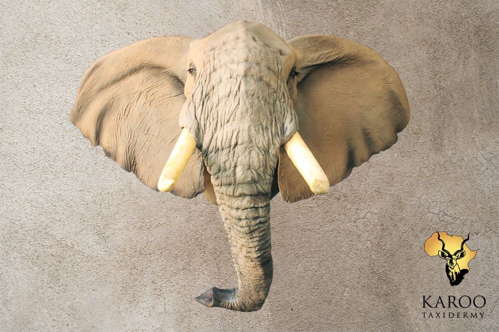 African Elephant Shoulder Mount &ndash; Looking Straight