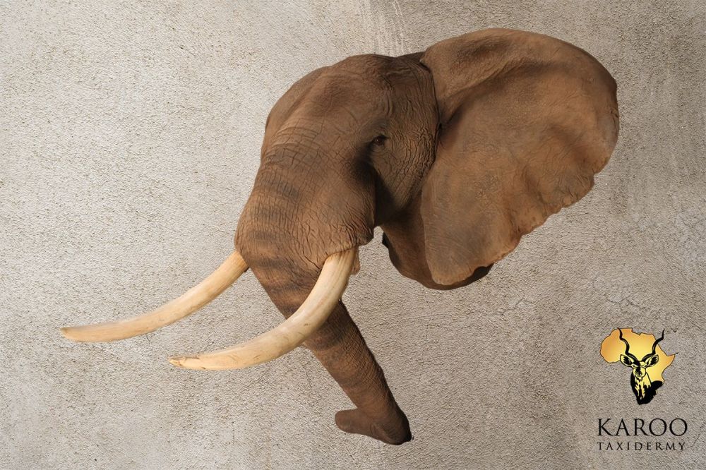 African Elephant Shoulder Mount &ndash; Looking Straight- Side View