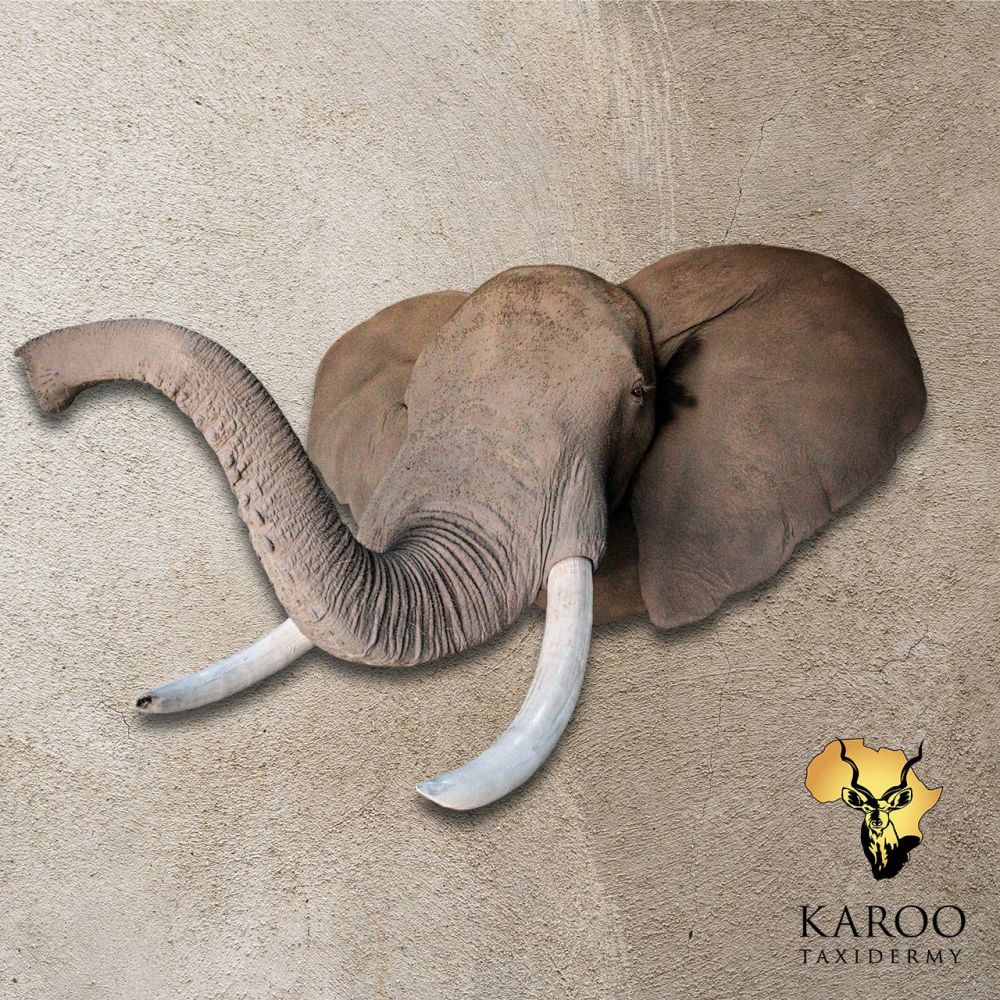 African Elephant Shoulder Mount &ndash; Looking Straight with Trunk Lifted and curved