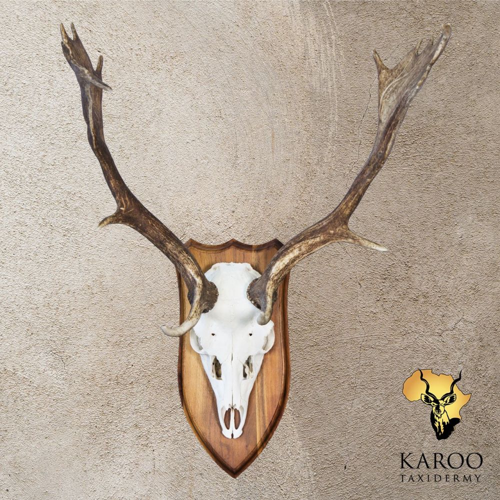 Fallow Deer European Mount