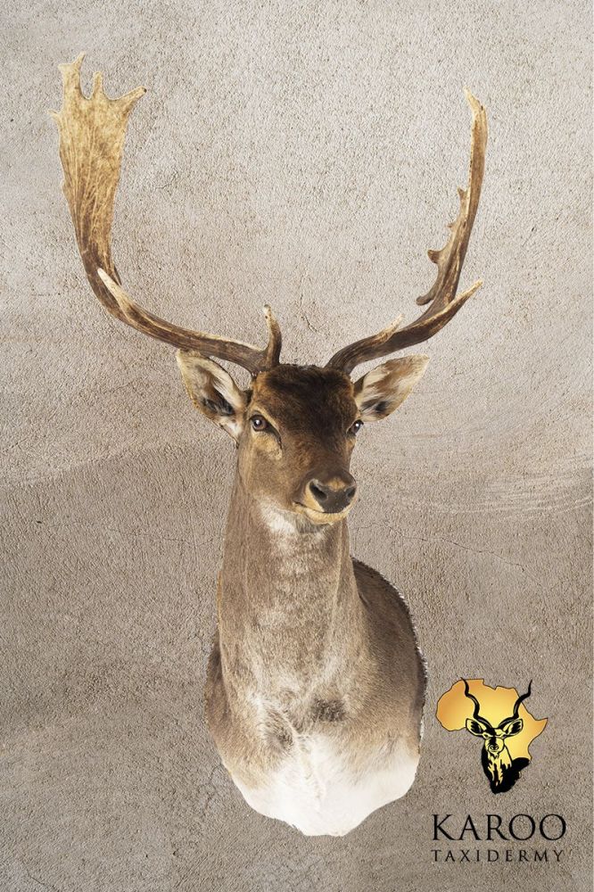 Fallow Deer Shoulder Mount &ndash; Looking ⅛ Left