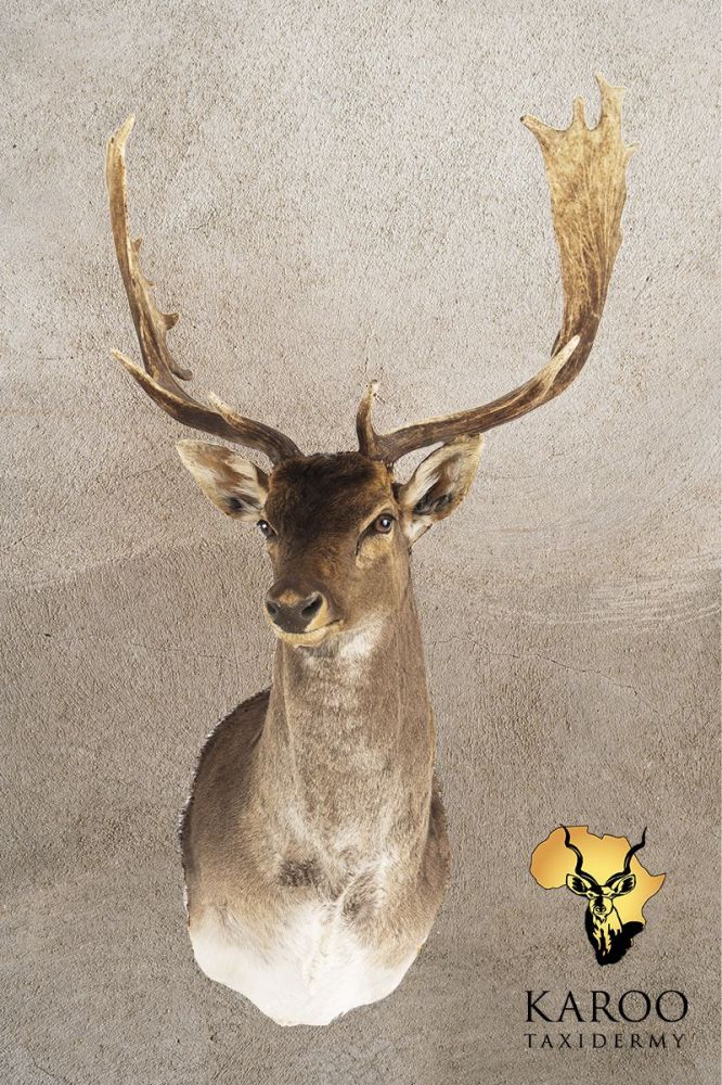 Fallow Deer Shoulder Mount &ndash; Looking ⅛ Right