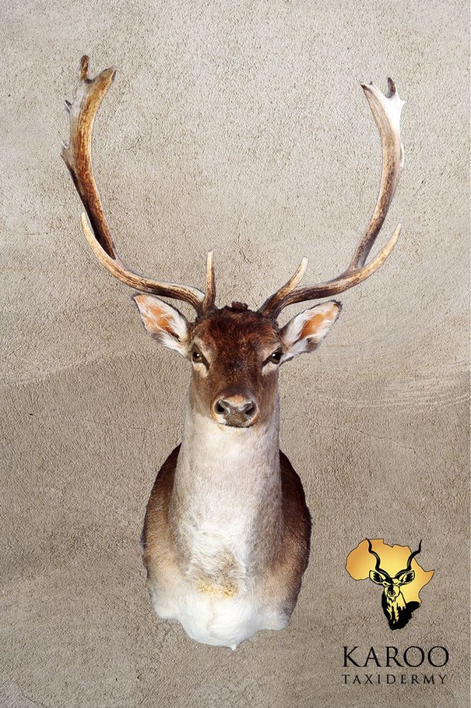 Fallow Deer Shoulder Mount &ndash; Looking Straight