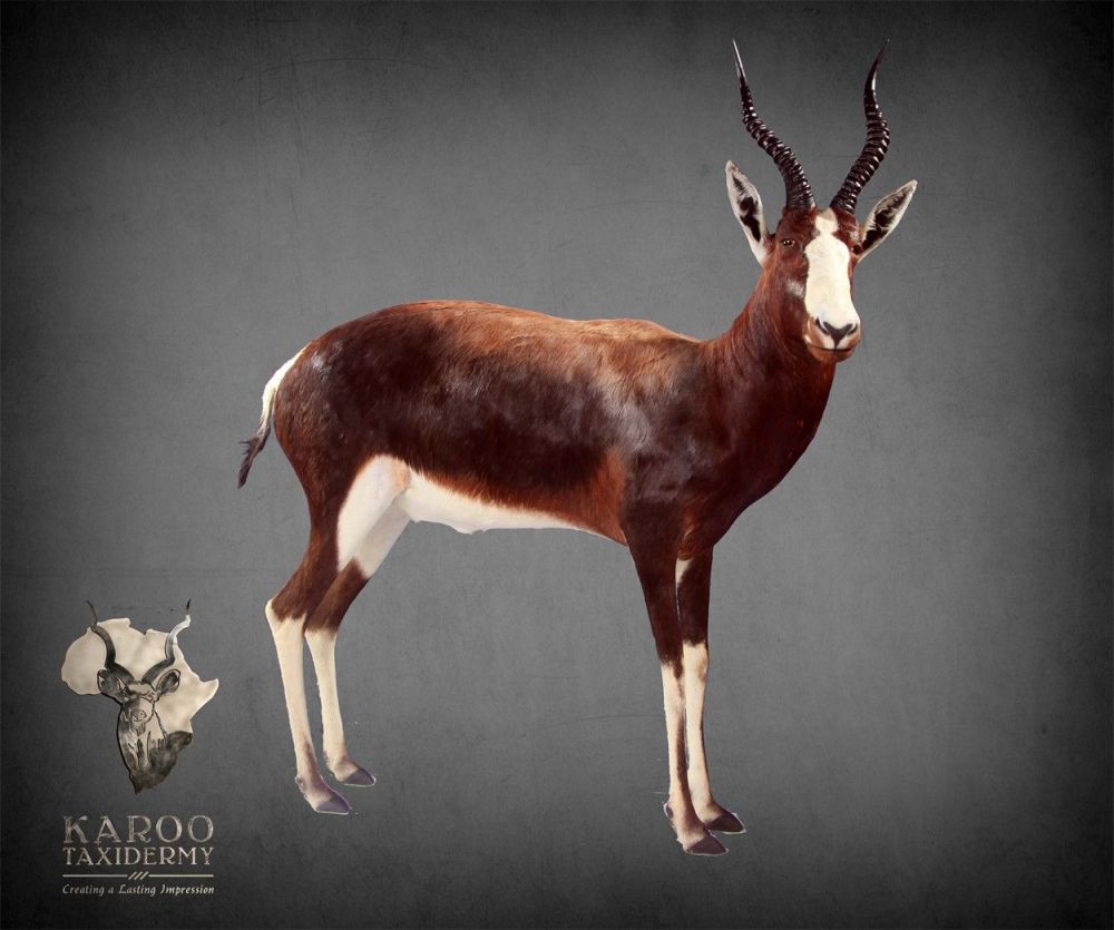 full_mount_bontebok.jpg