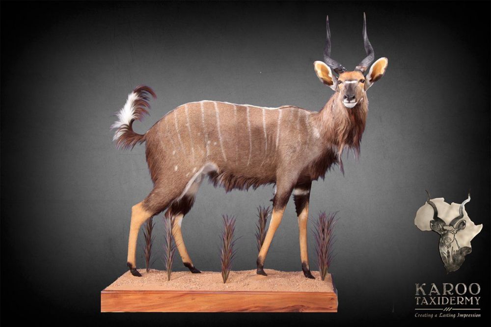 full_nyala_mount.jpg