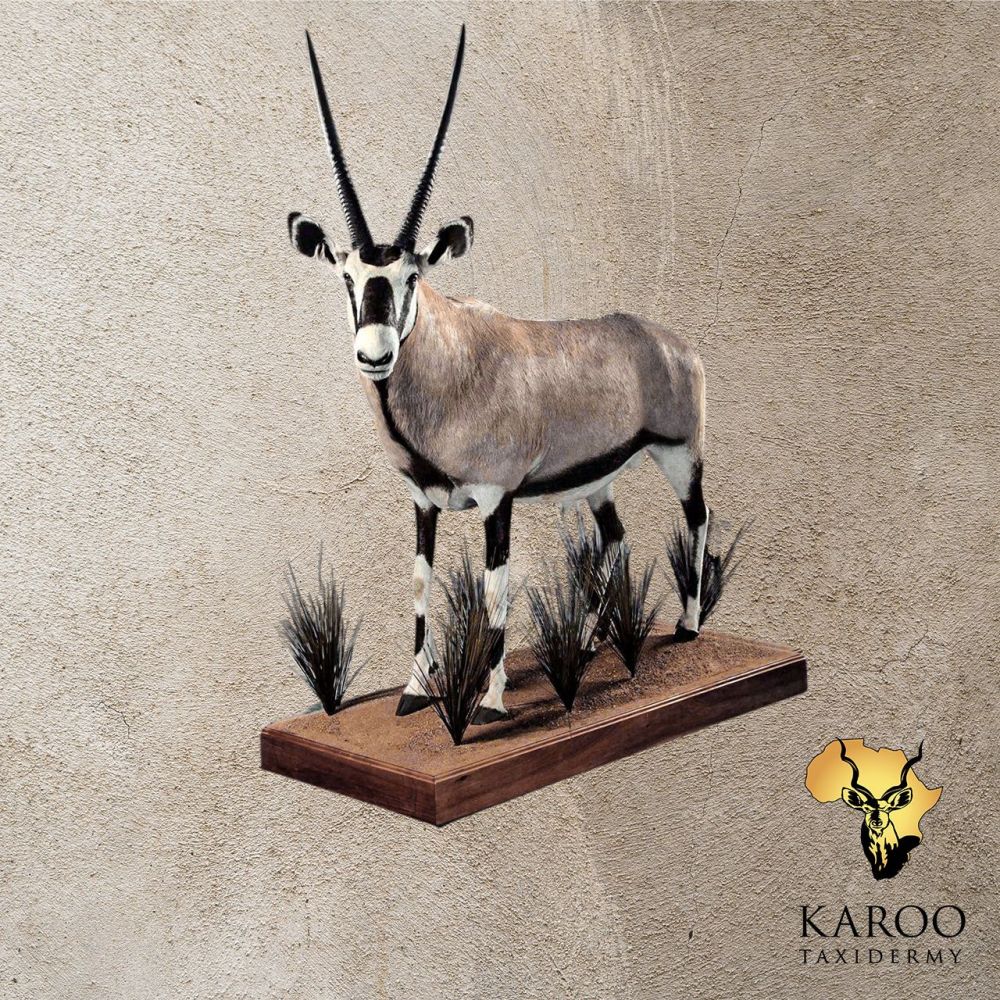 Gemsbok Full Mount &ndash; Standing, Head Turned 90&deg; Left