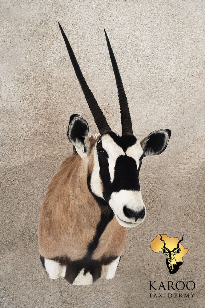 Gemsbok Shoulder Mount &ndash; Looking Straight