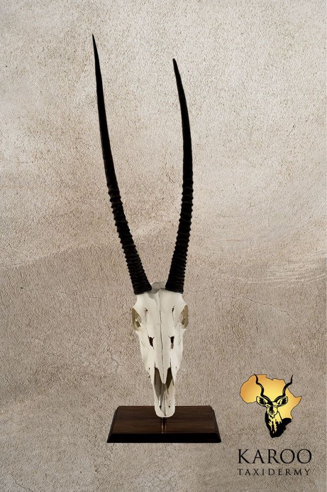 Gemsbuck Bleached Skull Table Mount