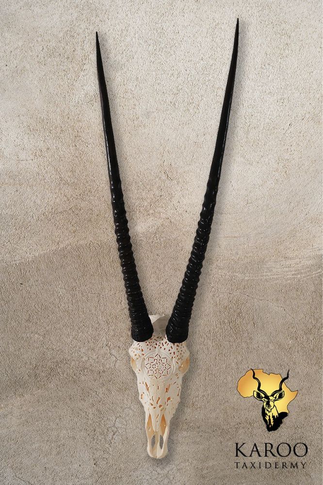 Gemsbuck Hand-Carved Bleached Skull