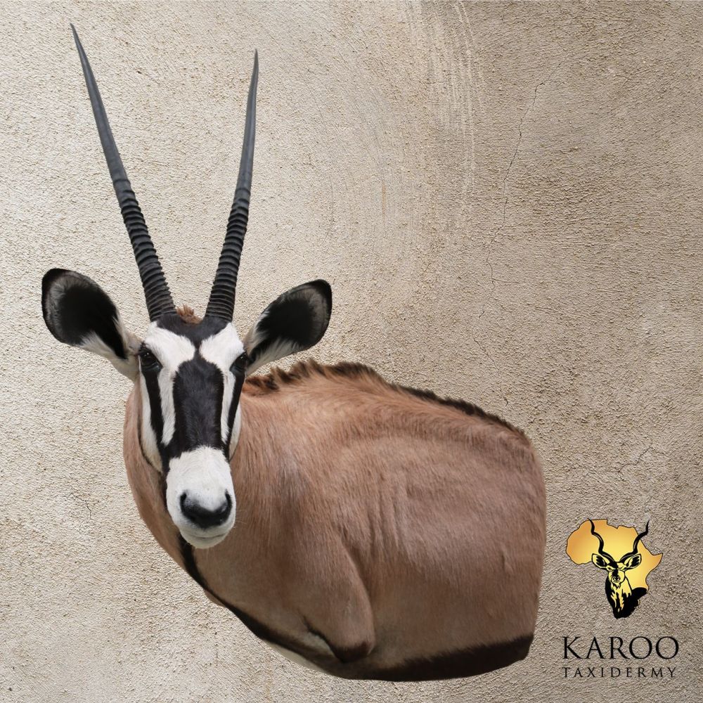 Gemsbok Custom Wall Pedestal with extended body &ndash; Left Turn, Looking Straight