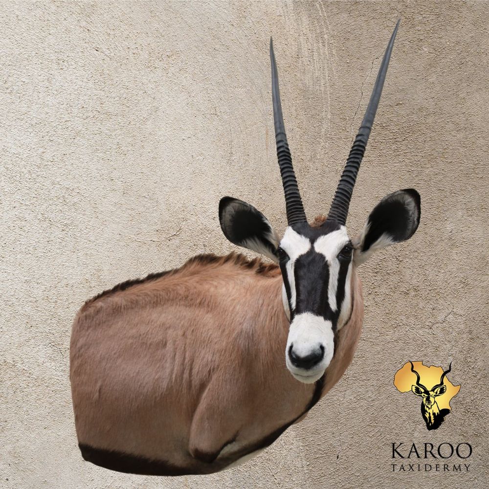 Gemsbok Custom Wall Pedestal with extended body – Right Turn, Looking Straight