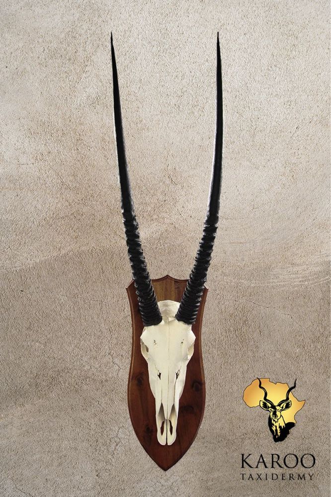 Gemsbok European Mount