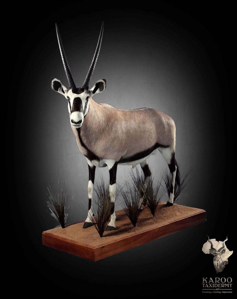 Gemsbuck full mount