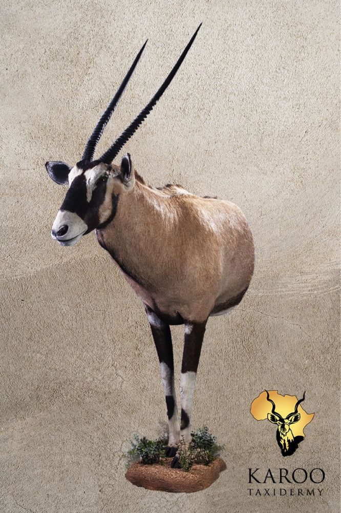 Gemsbok Half-Body Wall Mount &ndash; Looking 1/8th Right
