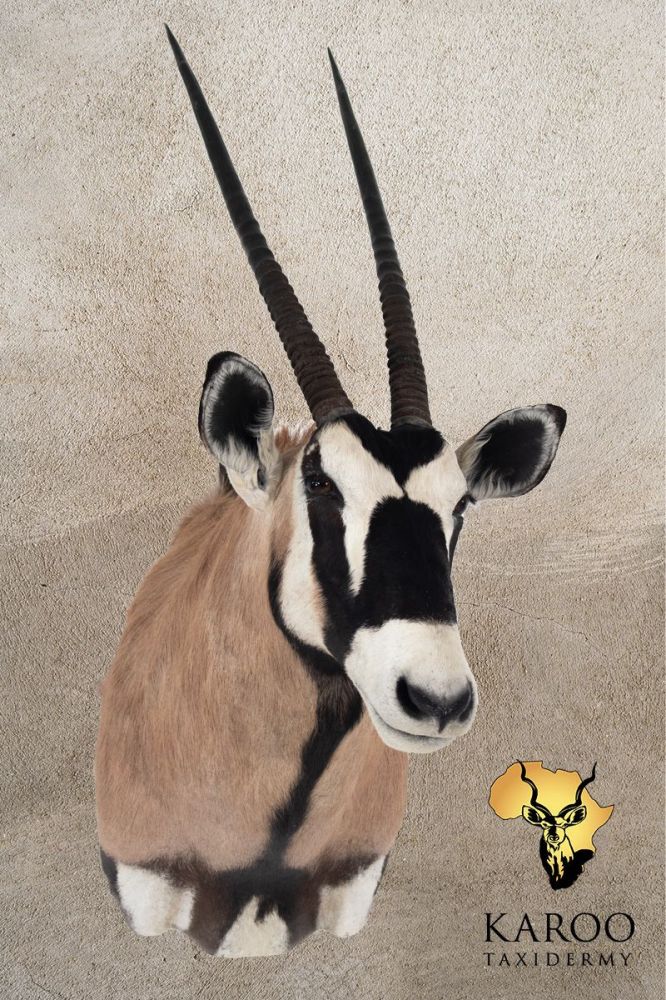 Gemsbok Shoulder Mount &ndash; Looking ⅛ Left