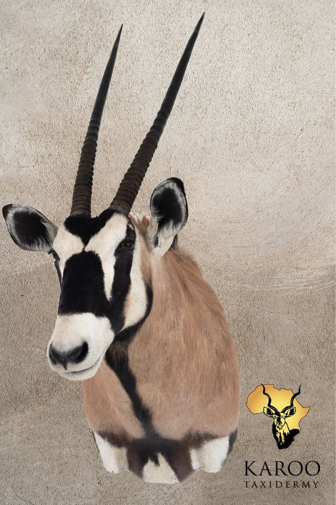 Gemsbok Shoulder Mount &ndash; Looking ⅛ Right
