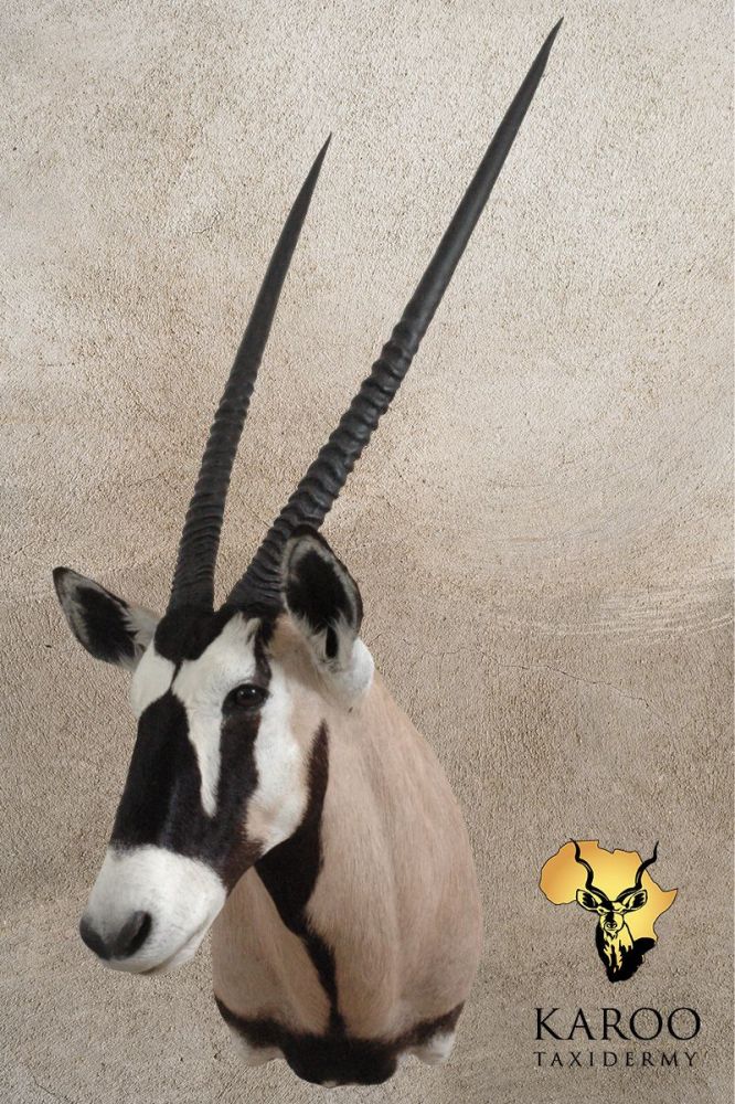 Gemsbok Shoulder Mount &ndash; Looking &frac14; Right