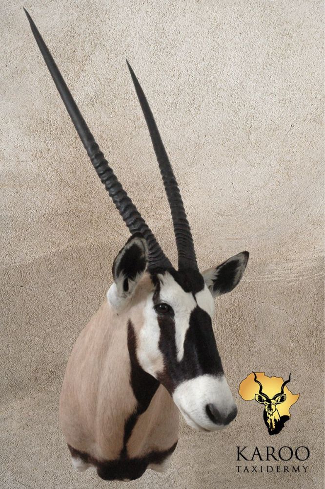 Gemsbok Shoulder Mount &ndash; Looking &frac14; Left