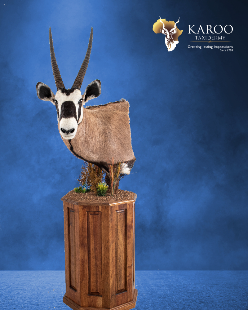 Gemsbuck wall pedestal left turn looking straight mounted on an octagonal pedestal with habitat