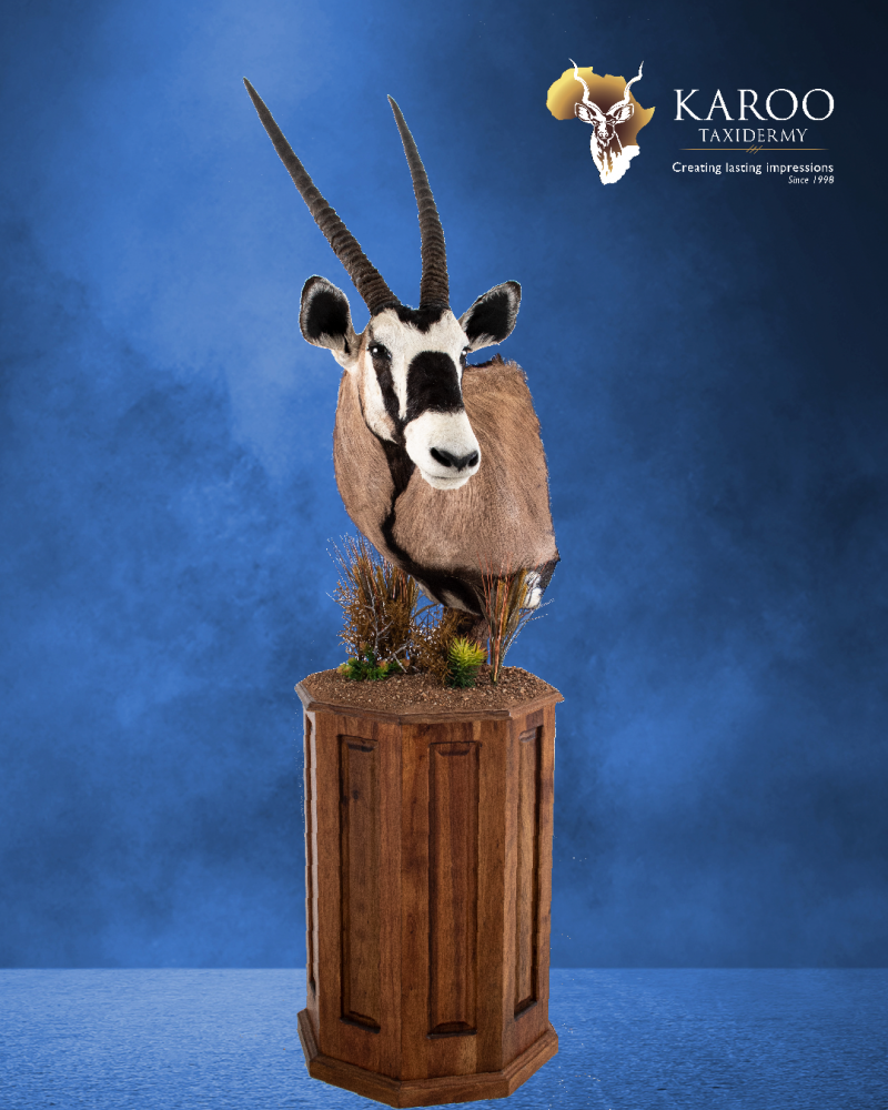 Gemsbuck wall pedestal left turn looking straight mounted on an octagonal pedestal with habitat  (side)