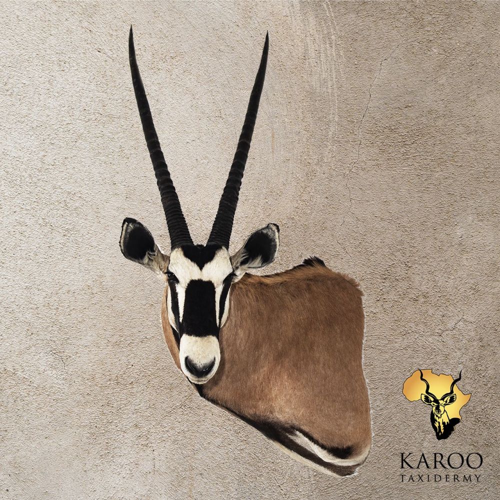 Gemsbok Wall Pedestal &ndash; Left Turn, Looking Straight